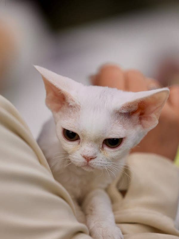 Devon Rex breed