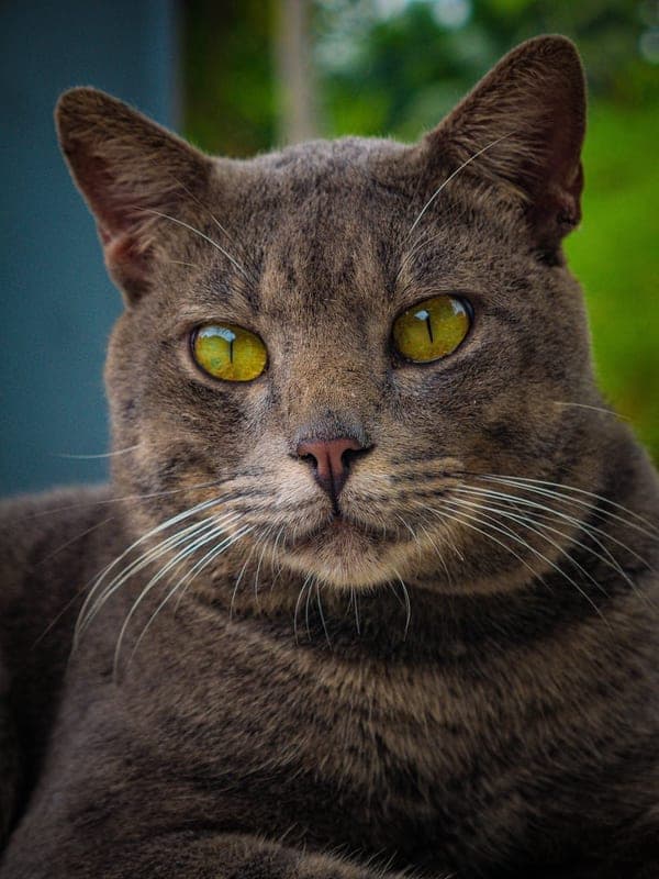 Korat Care Guide