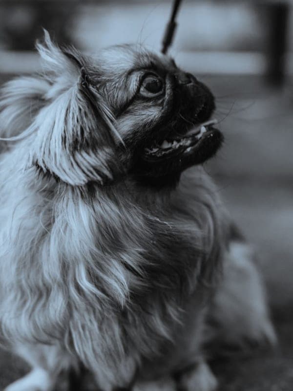 Affenpinscher Care Guide