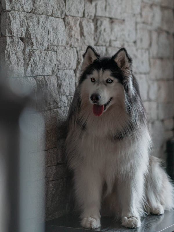 Alaskan Klee Kai Care Guide