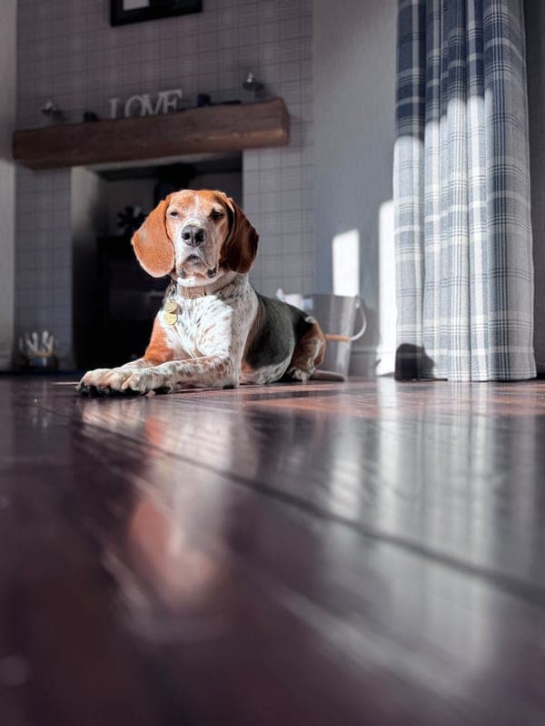American English Coonhound Care Guide