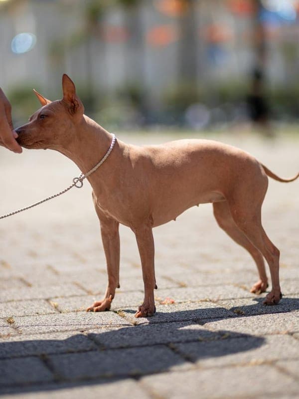 American Hairless Terrier Care Guide