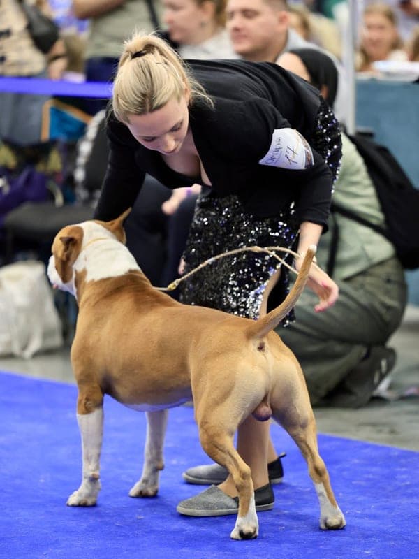 American Staffordshire Terrier Care Guide