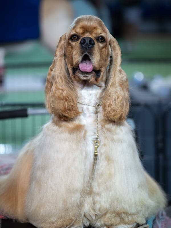 American Water Spaniel Care Guide