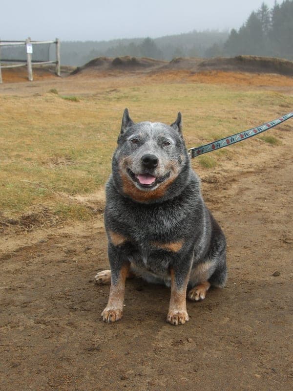 Australian Stumpy Tail Cattle Dog Care Guide