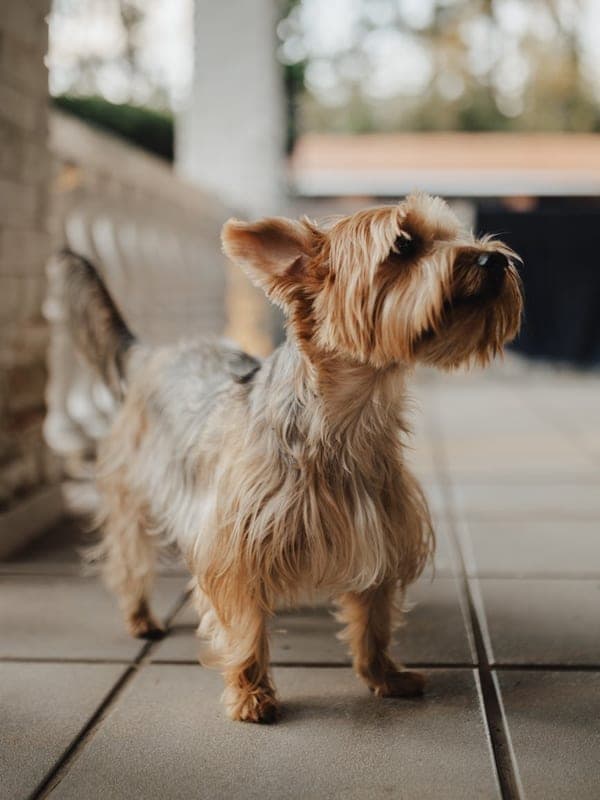 Australian Terrier Care Guide