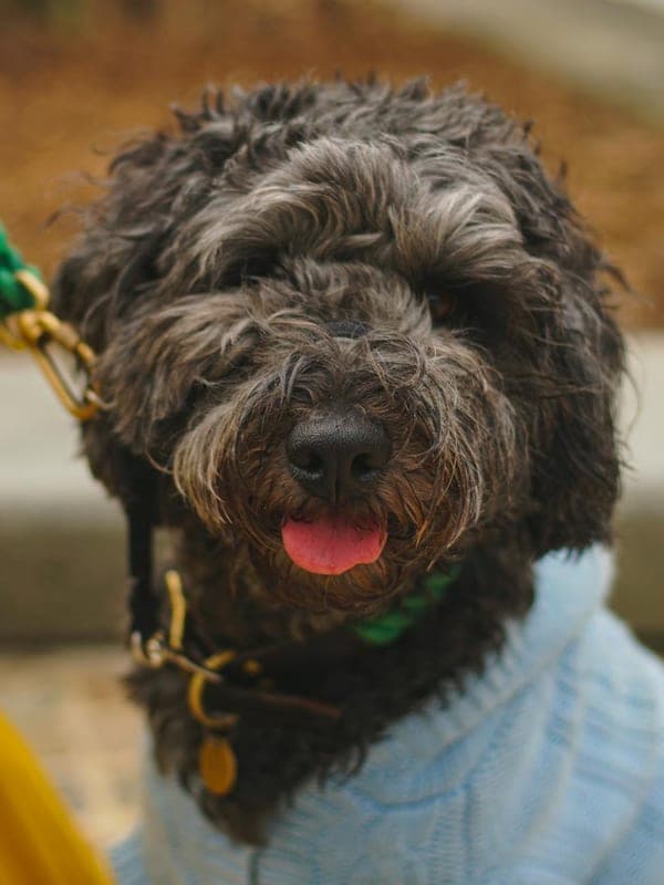 Barbet Care Guide