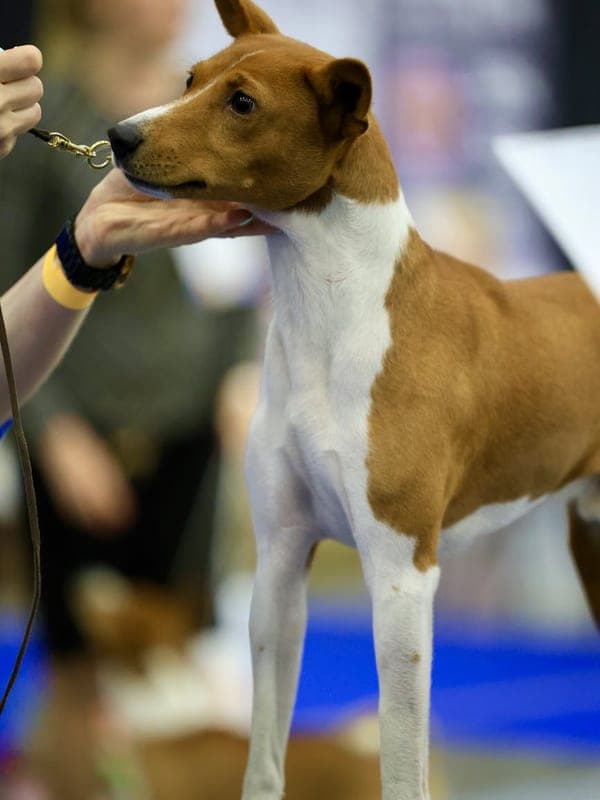 Basenji Care Guide