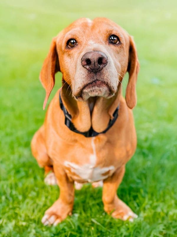 Basset Fauve de Bretagne Care Guide
