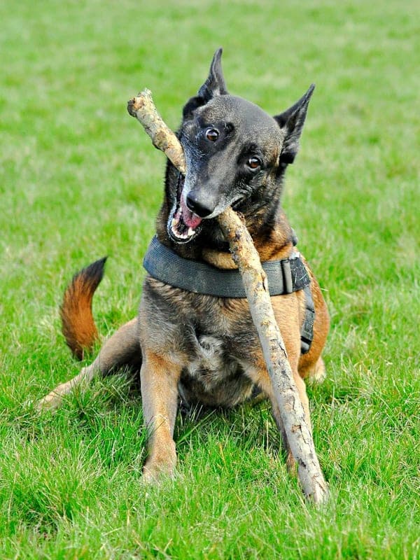 Belgian Malinois Care Guide