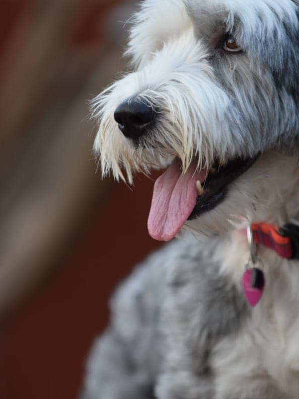 Bergamasco Sheepdog Care Guide