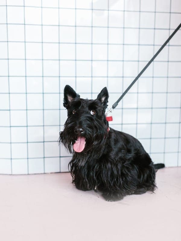 Black Russian Terrier Care Guide
