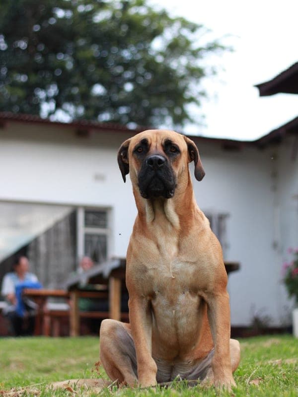 Boerboel Care Guide