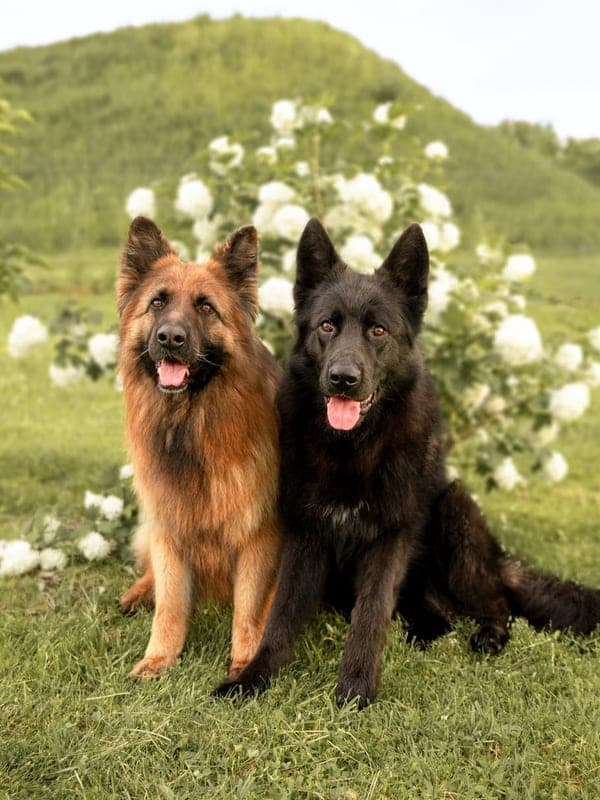 Bohemian Shepherd Care Guide