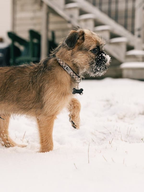 Border Terrier Care Guide