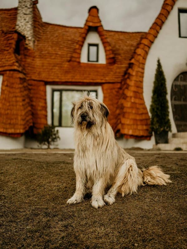 Briard Care Guide