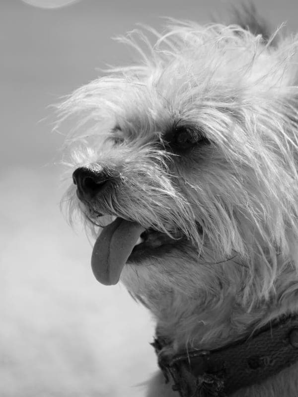 Cairn Terrier Care Guide