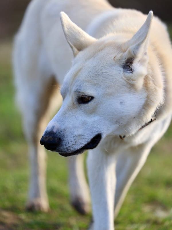 Canaan Dog Care Guide