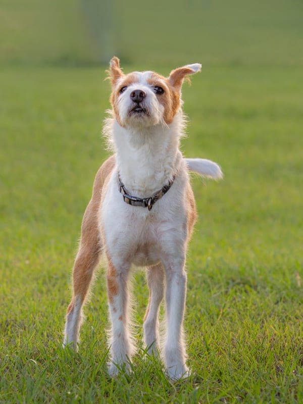 Carolina Dog Care Guide