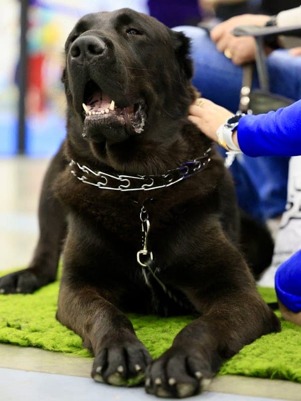 Central Asian Shepherd Dog Care Guide