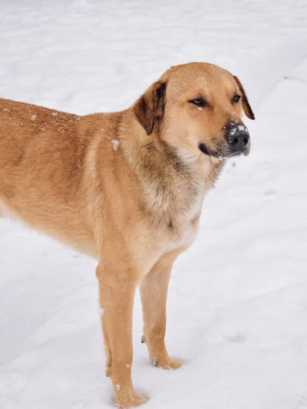 Chinook Care Guide