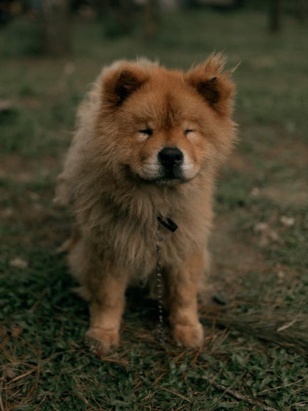 Chow Chow Care Guide