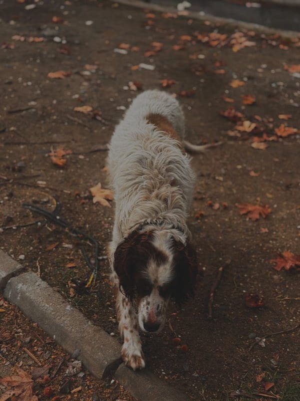 Clumber Spaniel Care Guide