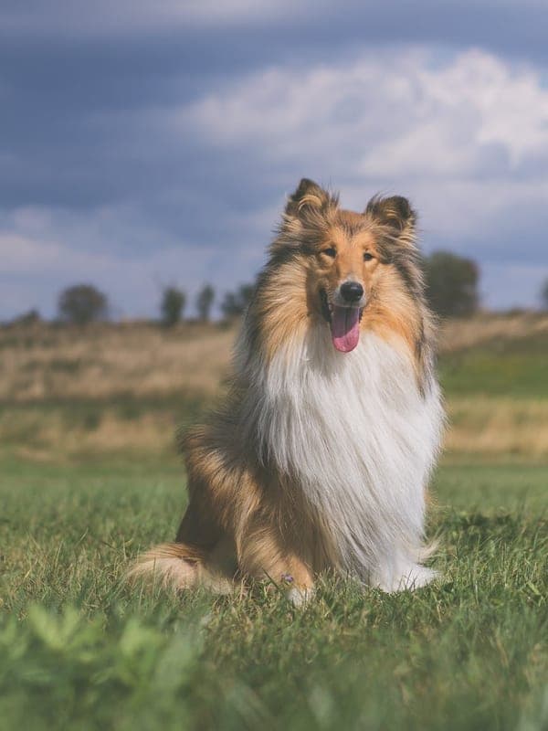 Collie Care Guide