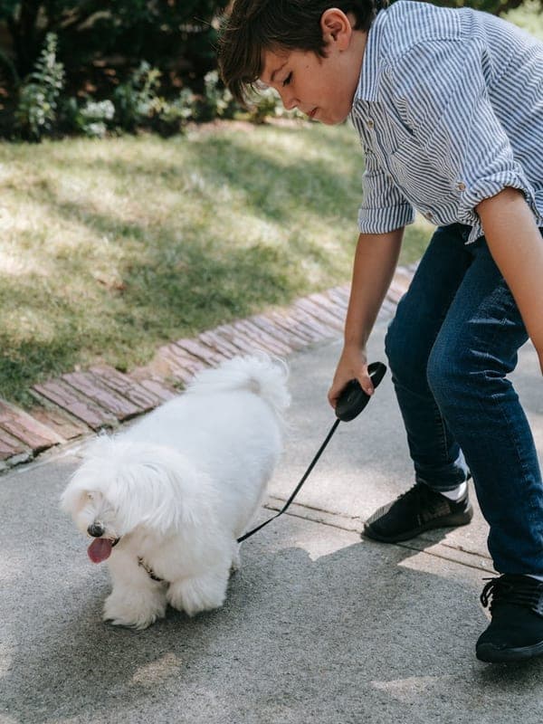 Coton de Tulear Care Guide