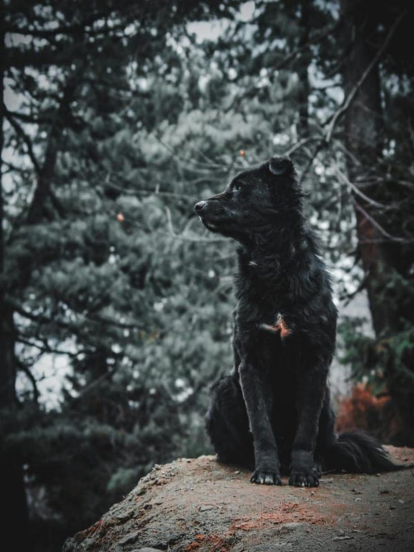 Croatian Sheepdog Care Guide