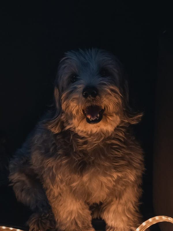 Dandie Dinmont Terrier Care Guide