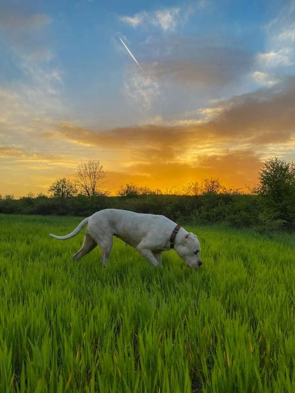 Dogo Argentino Care Guide