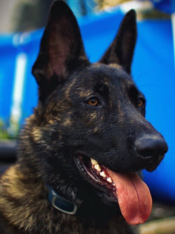 Dutch Shepherd Care Guide