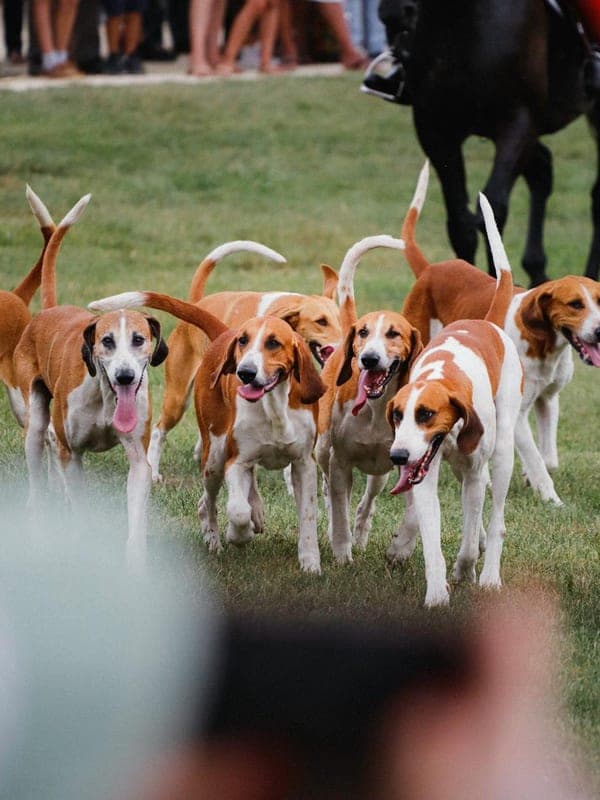 English Foxhound Care Guide