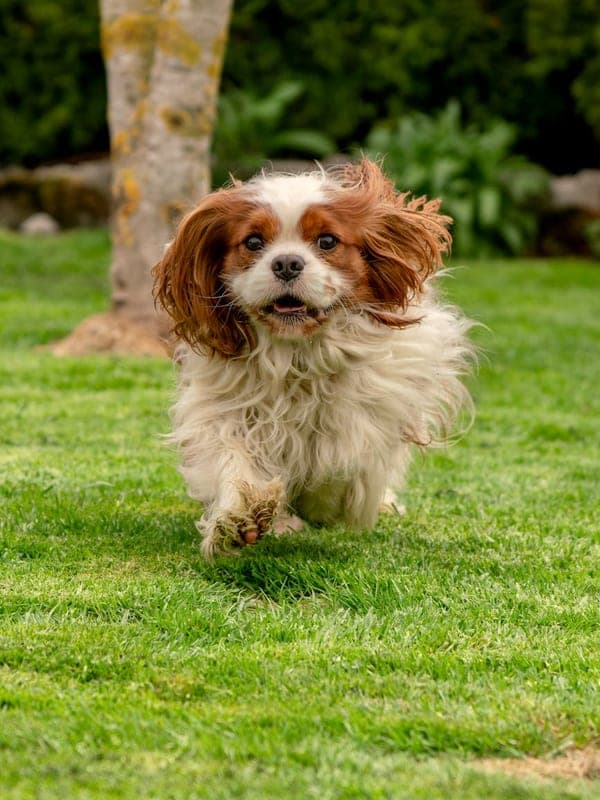 English Toy Spaniel Care Guide