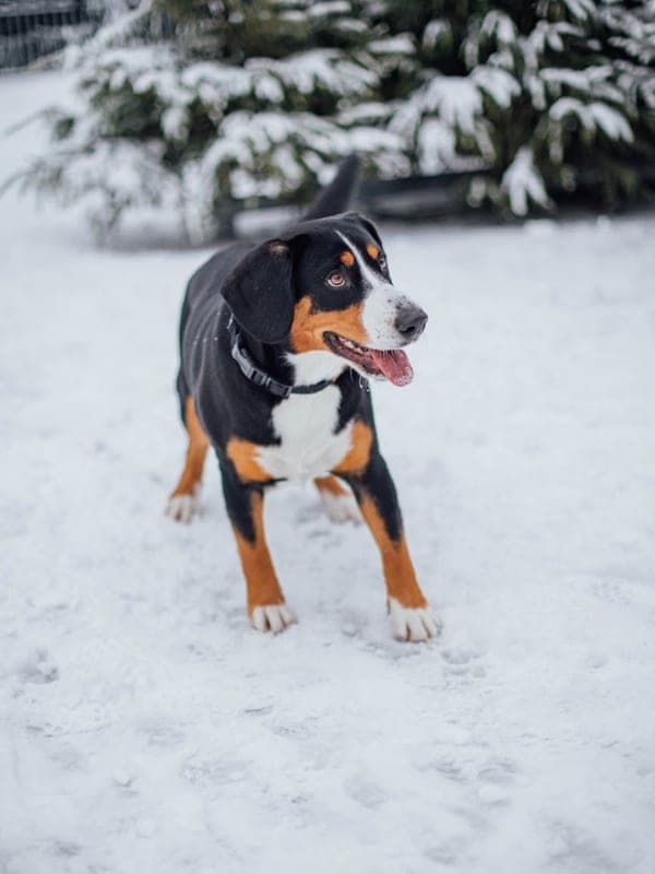 Entlebucher Mountain Dog Care Guide