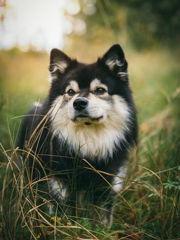 Finnish Lapphund Care Guide
