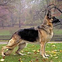 German Shepherd breed