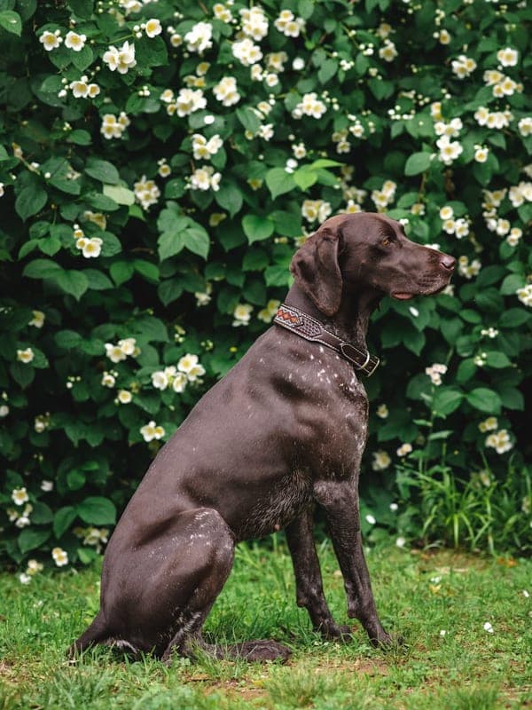 German Shorthaired Pointer breed