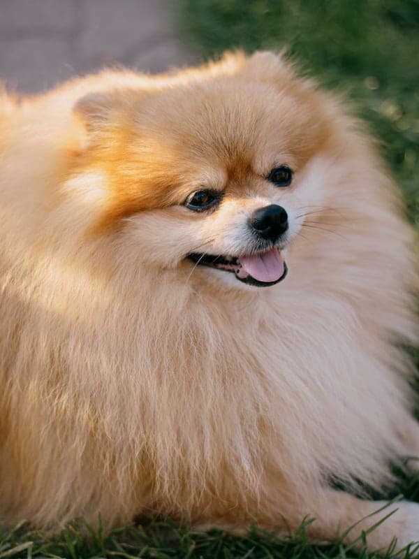 German Spitz Care Guide