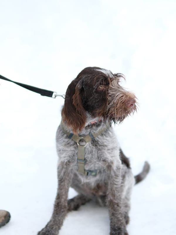 German Wirehaired Pointer Care Guide