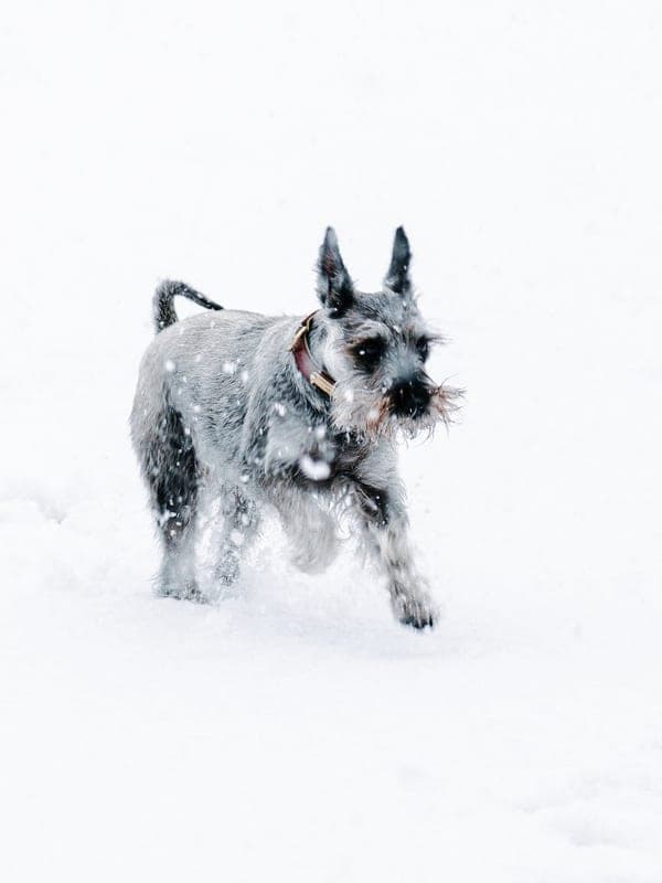 Giant Schnauzer Care Guide