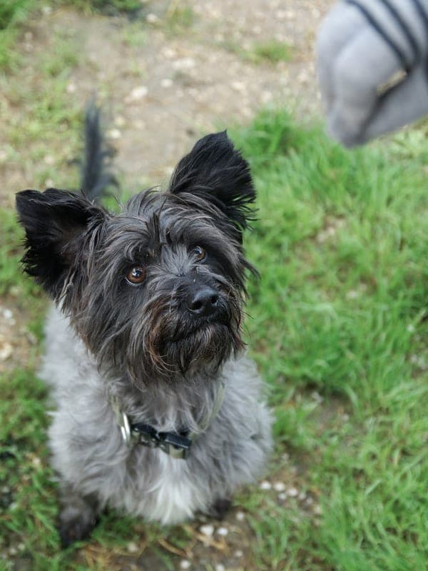 Glen of Imaal Terrier Care Guide