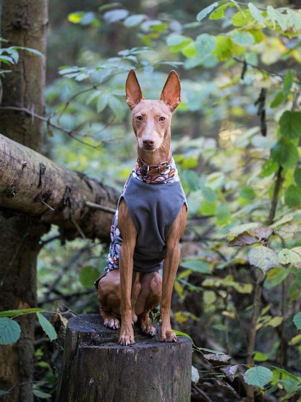 Ibizan Hound Care Guide