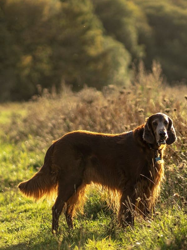 Irish Red and White Setter Care Guide