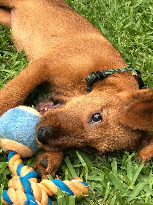 Irish Terrier Care Guide