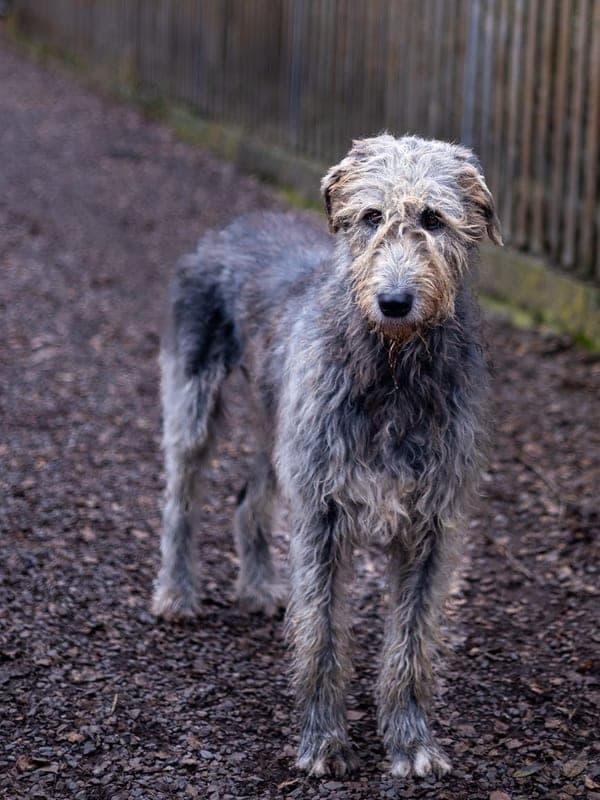 Irish Wolfhound Care Guide