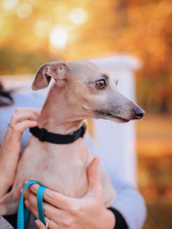 Italian Greyhound Care Guide