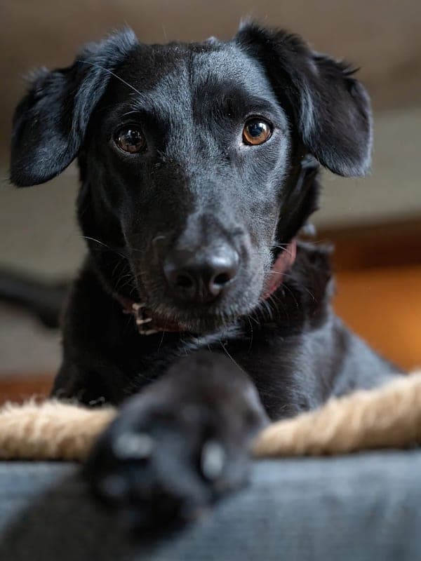 Jagdterrier Care Guide