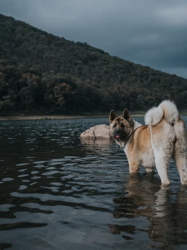 Japanese Akitainu Care Guide